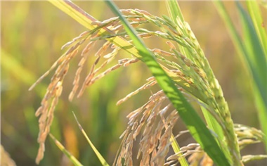 春风种绿，匠心守味｜溯源长康绿色原料基地